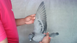 Pigeon image