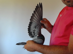 Pigeon image