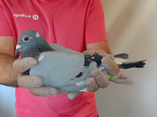 Pigeon image