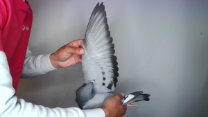 Pigeon image
