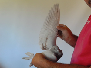 Pigeon image