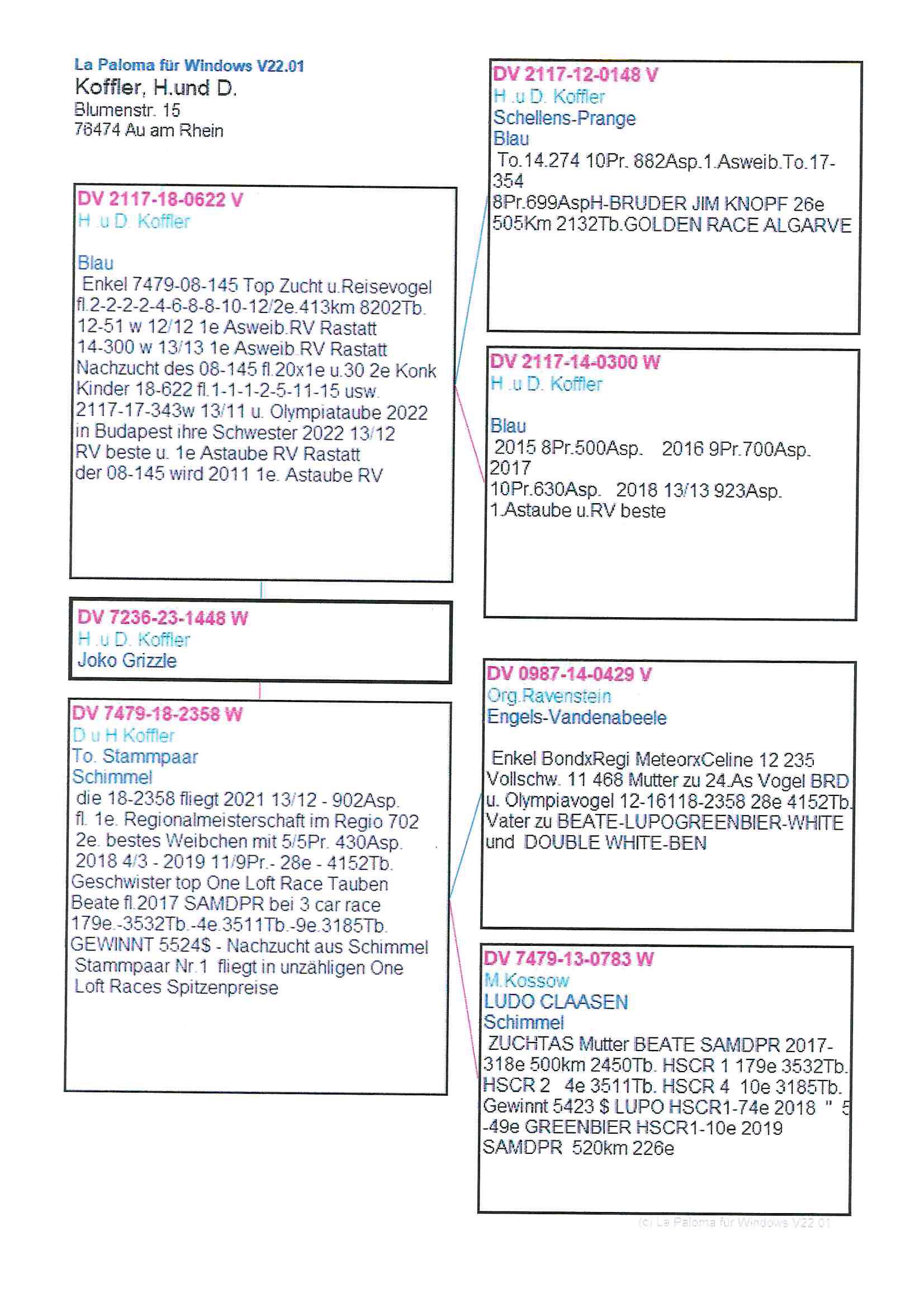 Pigeon pedigree image