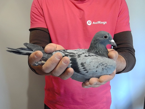 Pigeon image