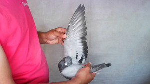 Pigeon image