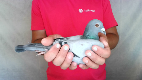 Pigeon image