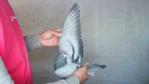 Pigeon image