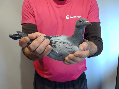 Pigeon image