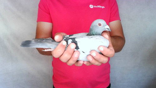 Pigeon image