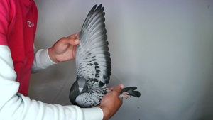 Pigeon image