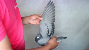 Pigeon image