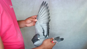 Pigeon image