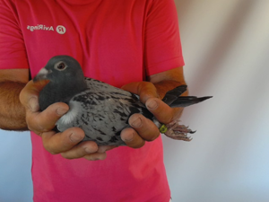 Pigeon image