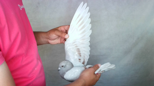 Pigeon image
