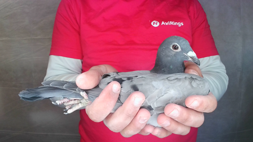 Pigeon image