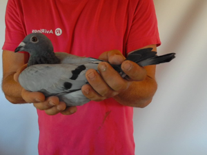 Pigeon image