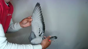 Pigeon image