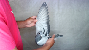 Pigeon image