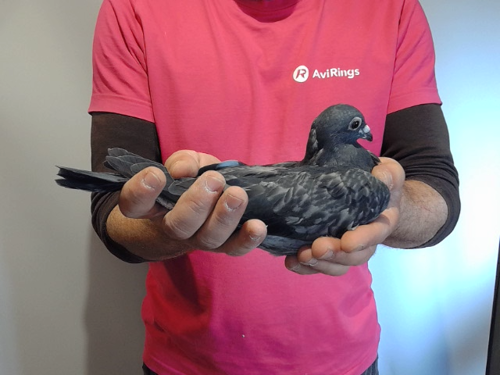 Pigeon image