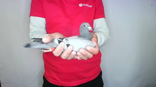 Pigeon image