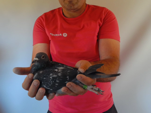 Pigeon image
