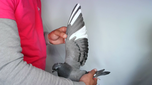 Pigeon image