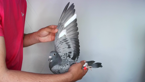 Pigeon image
