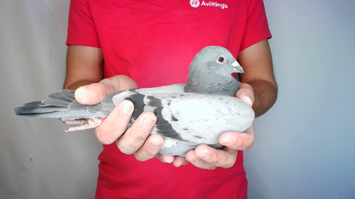 Pigeon image