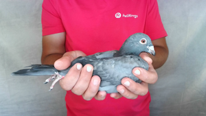 Pigeon image
