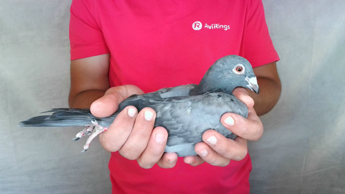 Pigeon image