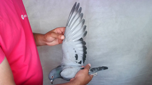 Pigeon image