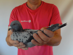 Pigeon image