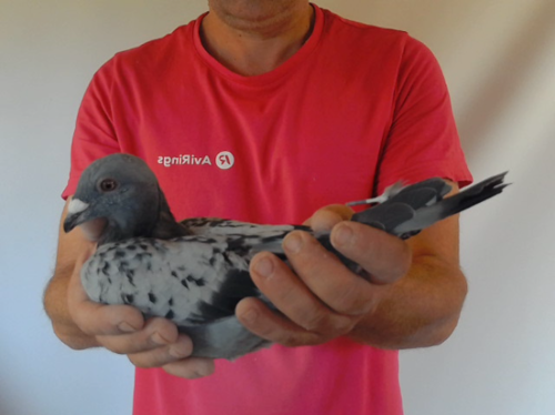 Pigeon image