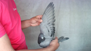 Pigeon image