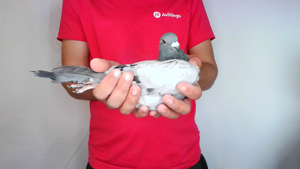Pigeon image
