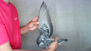 Pigeon image