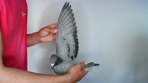 Pigeon image