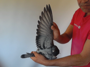 Pigeon image