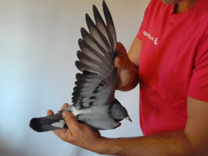 Pigeon image