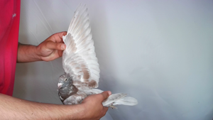 Pigeon image