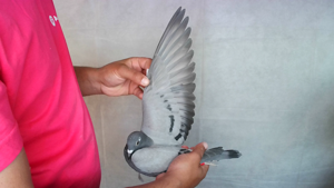 Pigeon image