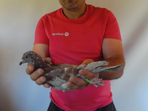 Pigeon image