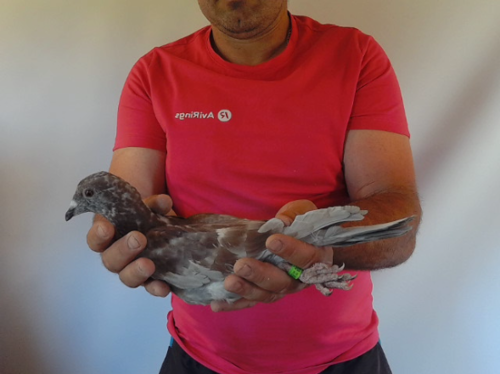Pigeon image