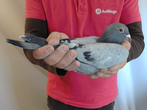 Pigeon image