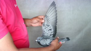 Pigeon image