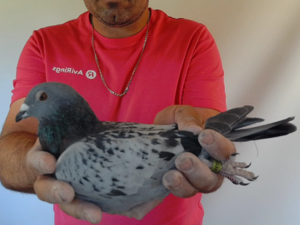 Pigeon image