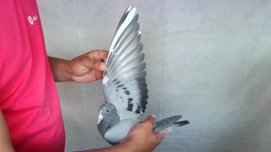 Pigeon image