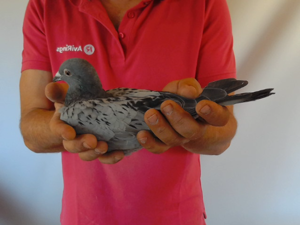 Pigeon image
