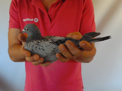 Pigeon image