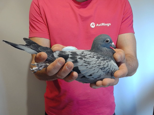 Pigeon image