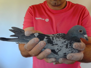 Pigeon image